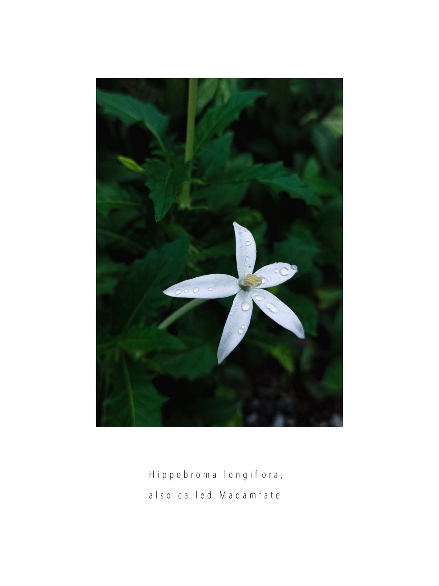 Exotic Beauty - Madamfate