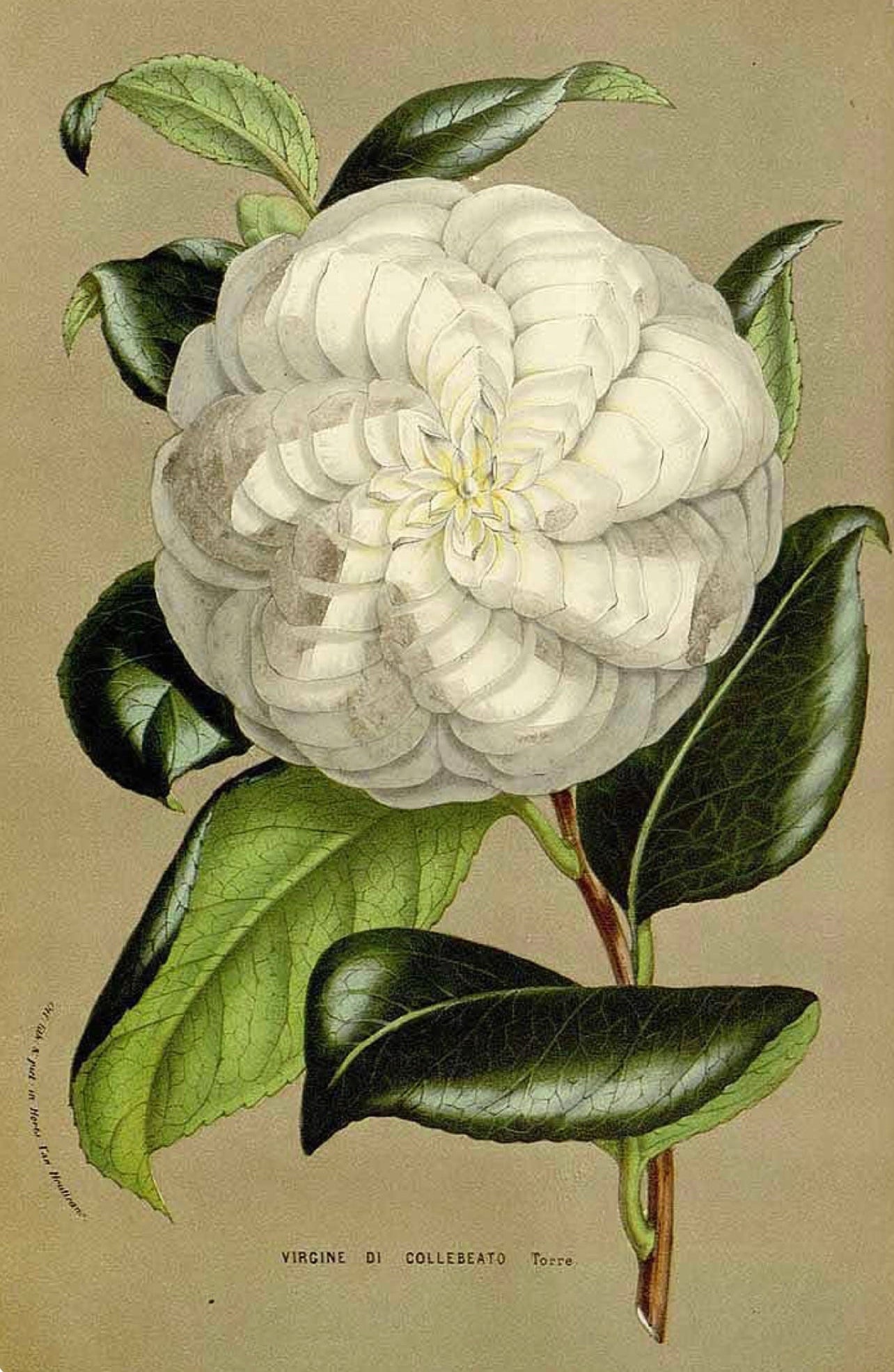 Camellia II