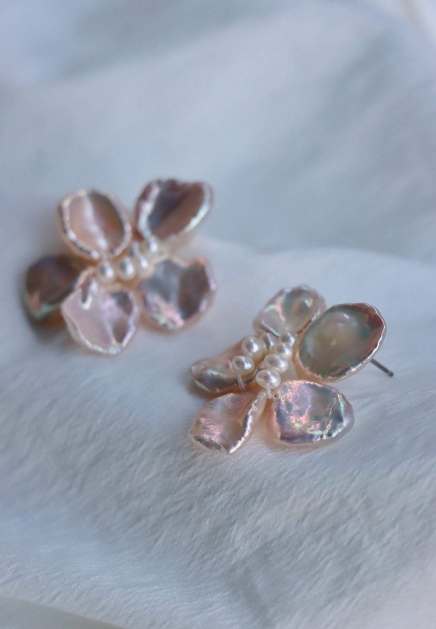 Camellia In Champagne