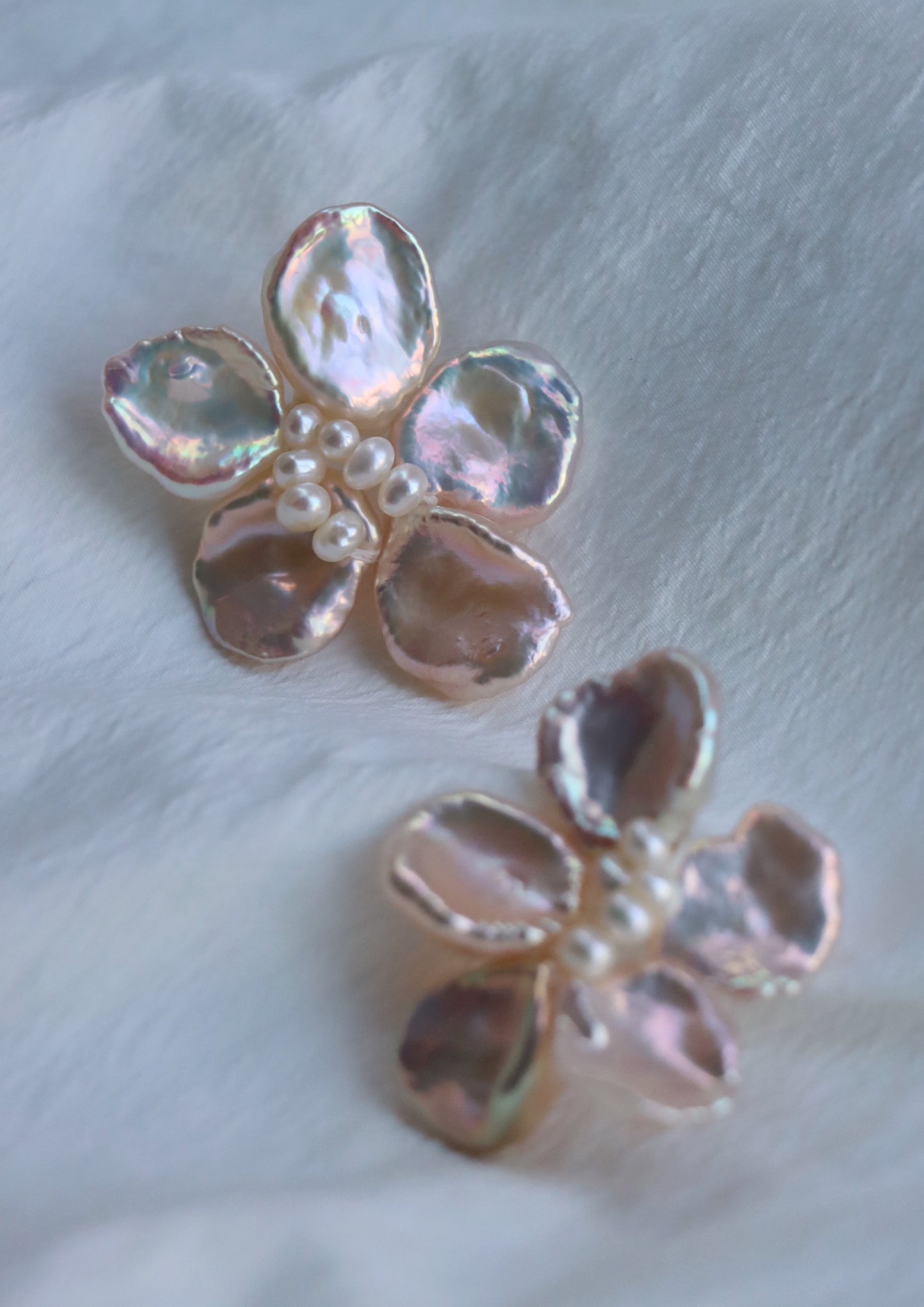 Camellia In Champagne