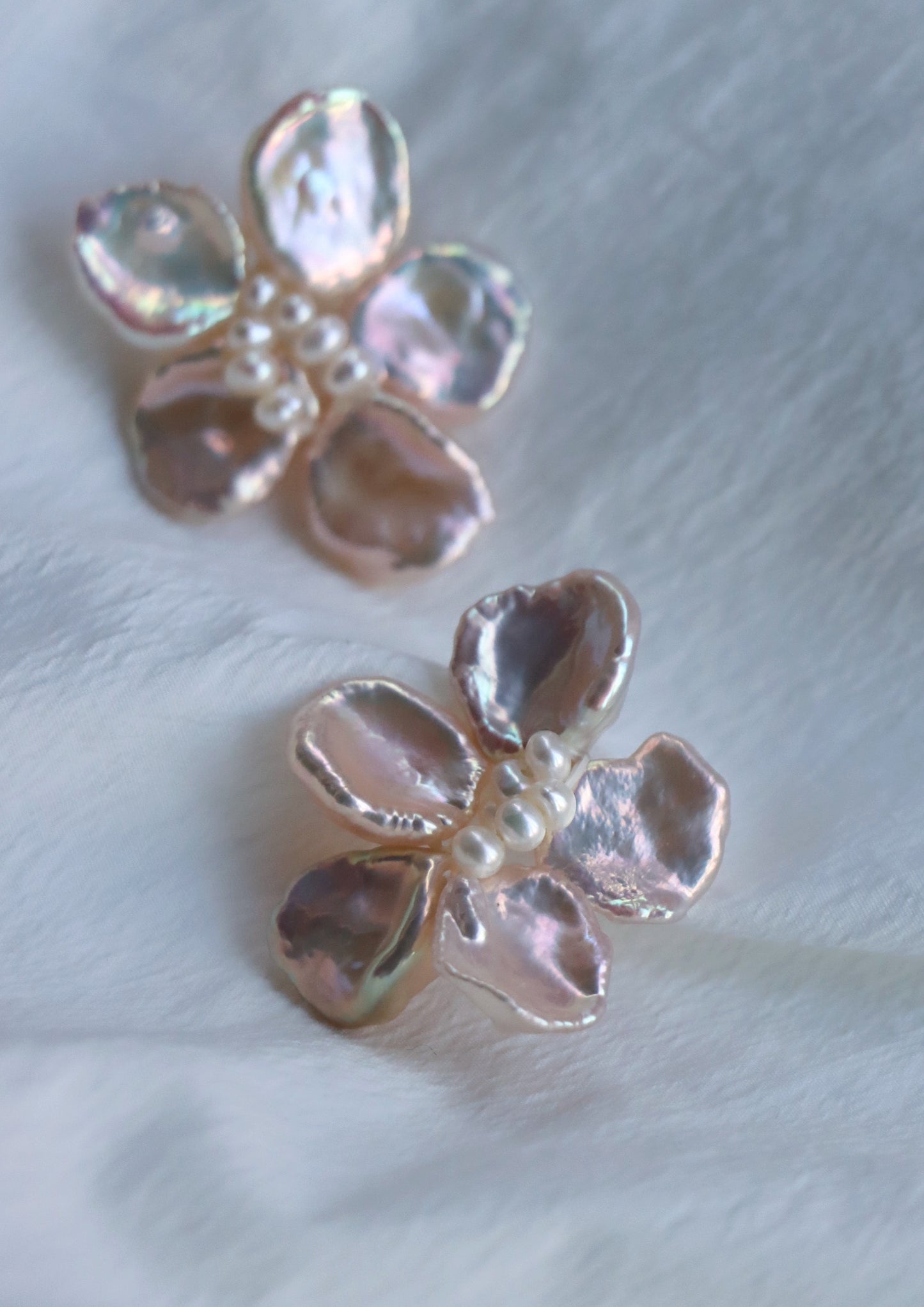 Camellia In Champagne