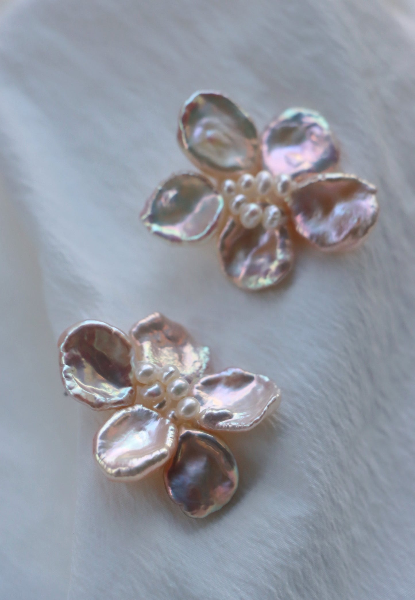 Camellia In Champagne